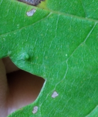 Diaspidiotus liquidambaris