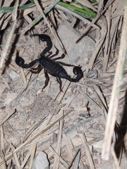 Euscorpius italicus