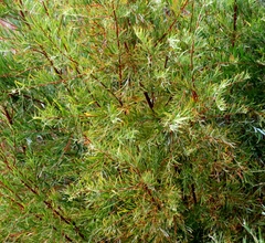 Salix exigua