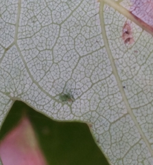 Diaspidiotus liquidambaris