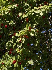 Prunus cerasus