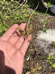 Cyperus surinamensis