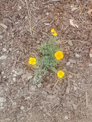 Eschscholzia californica