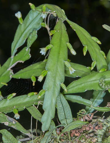 Lepismium lorentzianum