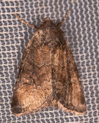 Lacinipolia meditata