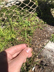 Cyperus surinamensis