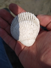 Clinocardium nuttallii