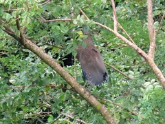 Tigrisoma mexicanum