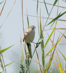 Panurus biarmicus