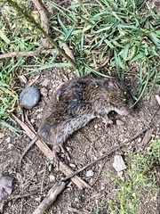 Microtus pennsylvanicus