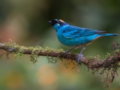 Chalcothraupis ruficervix