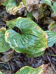 Maianthemum dilatatum