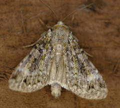 Anaplectoides