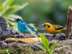 Chalcothraupis ruficervix