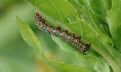 Eudryas unio