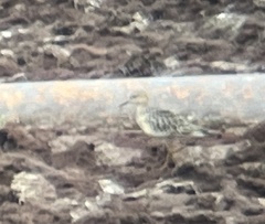 Calidris subruficollis