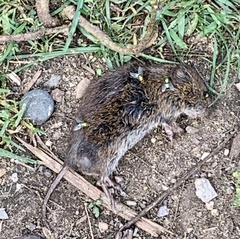 Microtus pennsylvanicus