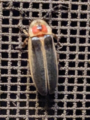 Photinus pyralis