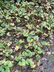 Maianthemum dilatatum