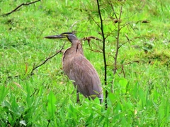 Tigrisoma mexicanum