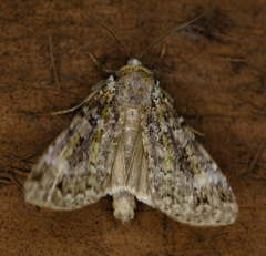 Anaplectoides