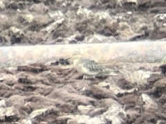 Calidris subruficollis