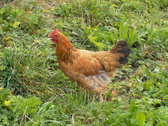 Gallus gallus domesticus