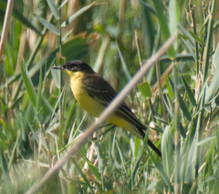 Motacilla flava feldegg