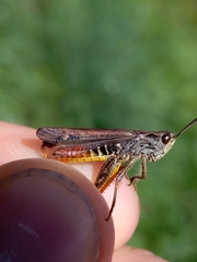 Chorthippus biguttulus