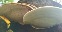 Ganoderma
