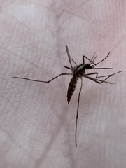 Aedes trivittatus