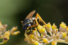 Gorytes quinquecinctus