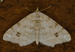 Macaria pinistrobata