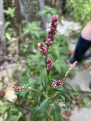 Persicaria maculosa
