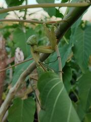 Rhombodera kirbyi
