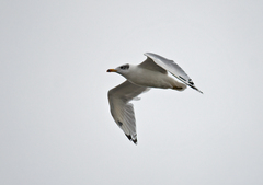 Ichthyaetus ichthyaetus