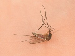 Aedes atlanticus