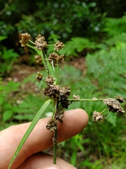 Scirpus atrovirens