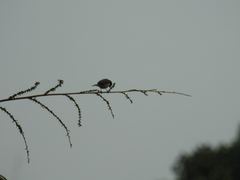 Sporophila nigricollis