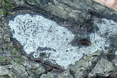 Biscogniauxia atropunctata