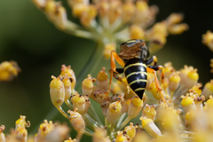 Gorytes quinquecinctus