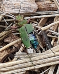 Cicindela campestris