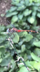 Sympetrum ambiguum