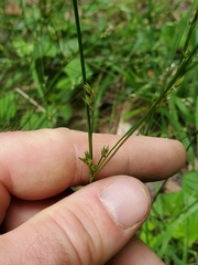 Juncus tenuis