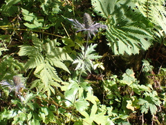 Eryngium alpinum