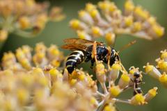 Gorytes quinquecinctus