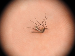Aedes atlanticus