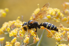 Gorytes quinquecinctus