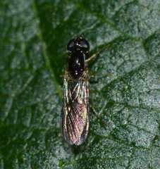 Sargus decorus