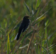 Motacilla citreola